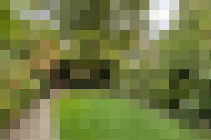 Steenweg 63 Helmond thumbnail 68