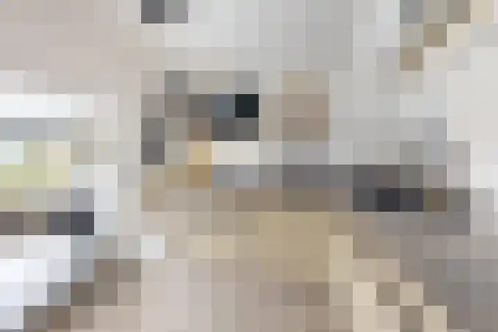 Steenweg 96 Moerdijk foto 3