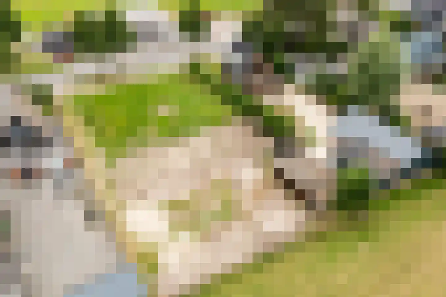 Steenwijkerweg Witte Paarden thumbnail 5
