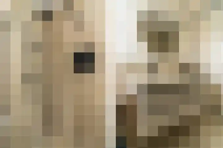 Steenzolder 7 Nunspeet thumbnail 28
