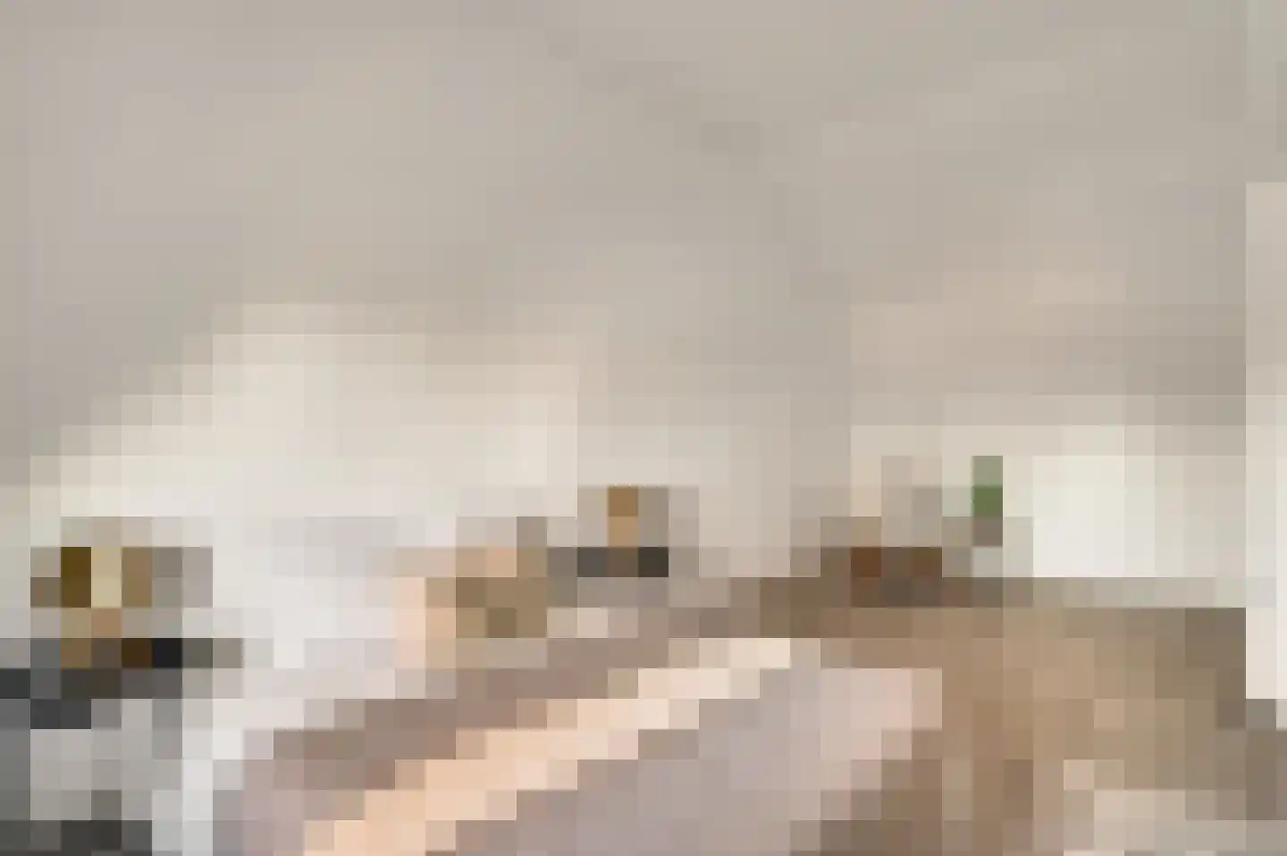 Steer 5 Nederweert thumbnail 35
