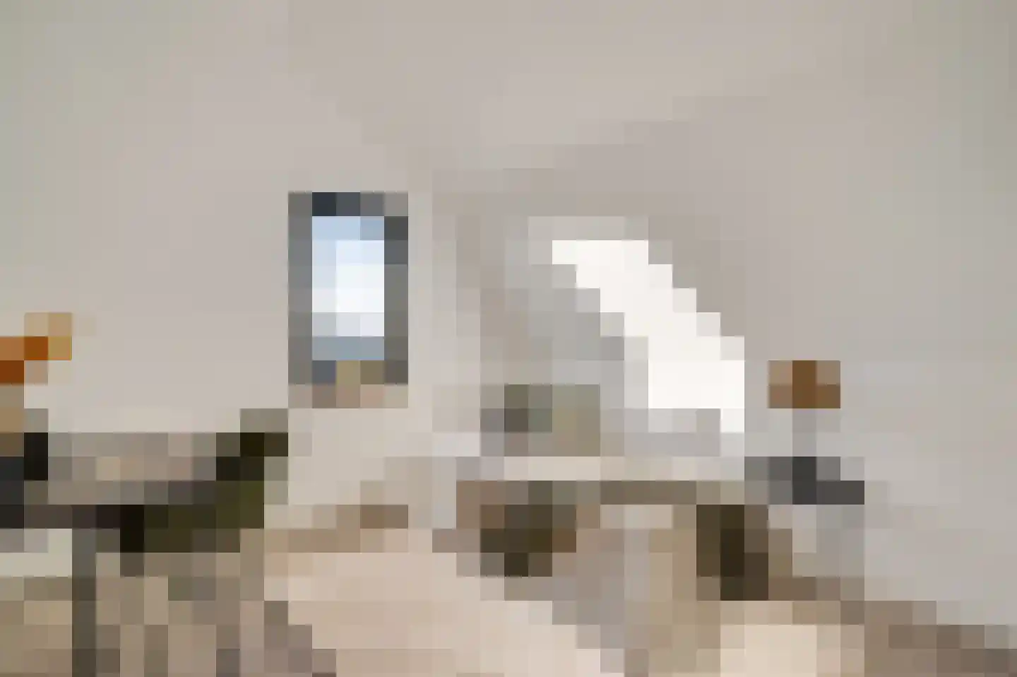 Steer 5 Nederweert thumbnail 36