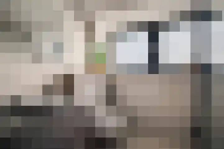 Steer 5 Nederweert thumbnail 38