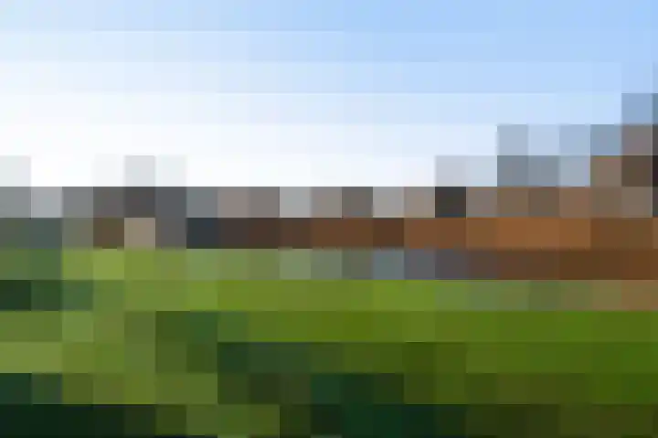 Steer 5 Nederweert thumbnail 40