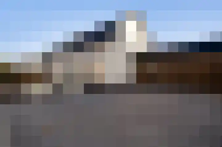 Steer 5 Nederweert thumbnail 7