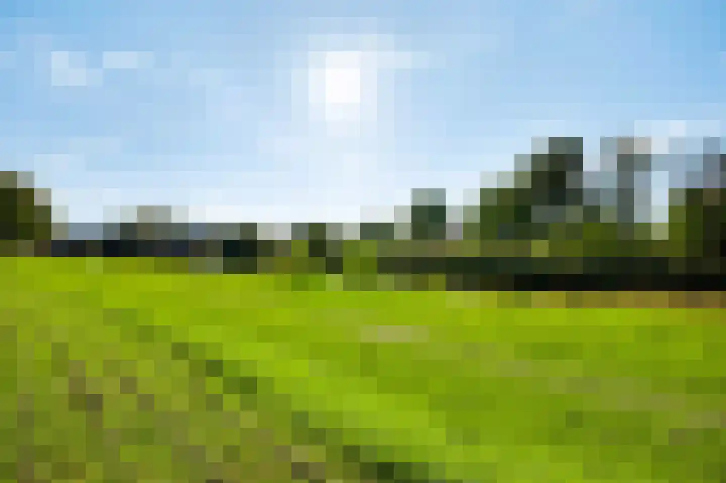 Steer 6 Nederweert thumbnail 28
