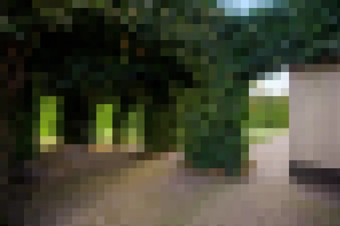 Steer 6 Nederweert thumbnail 29