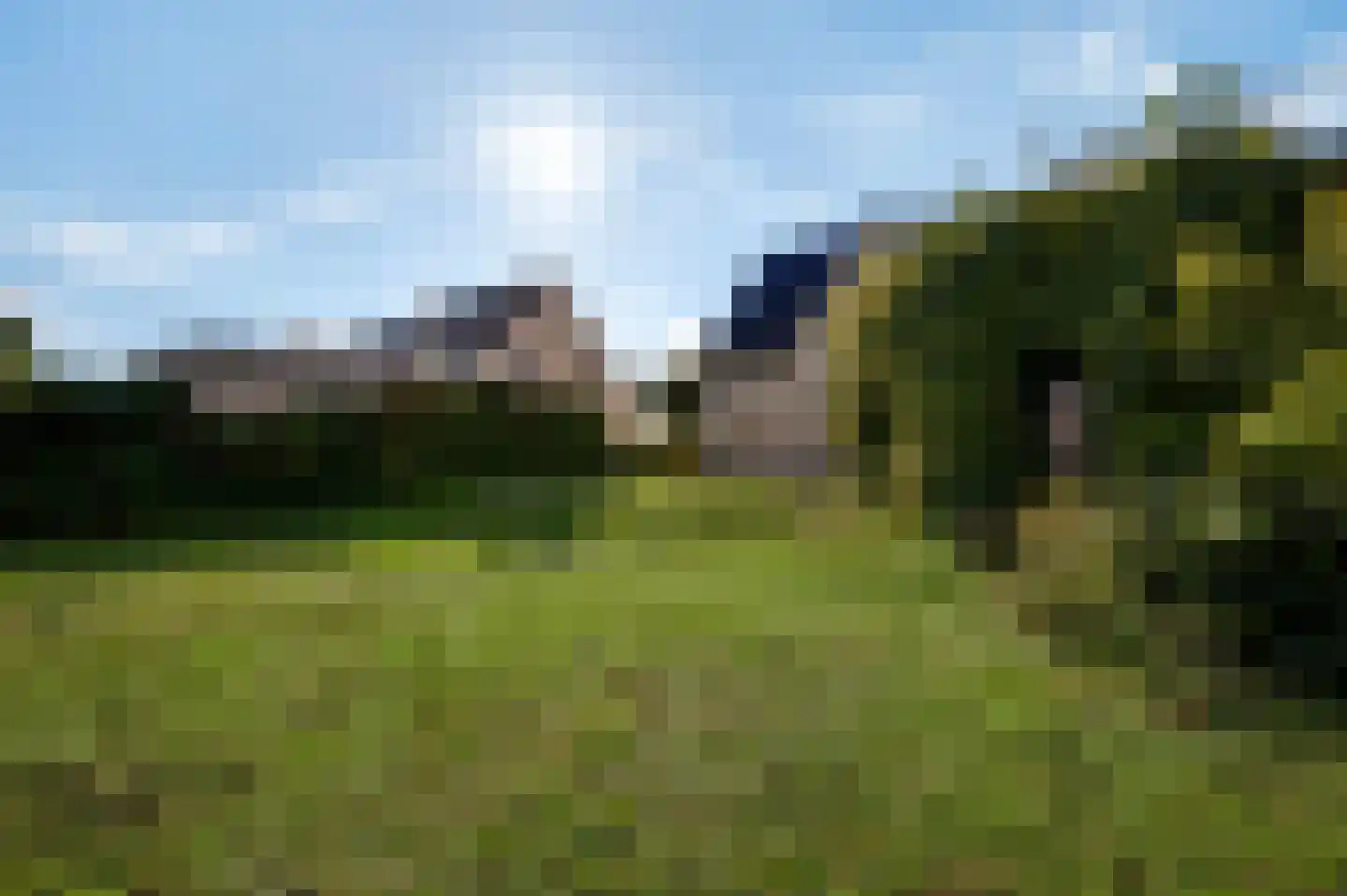 Steer 6 Nederweert thumbnail 33