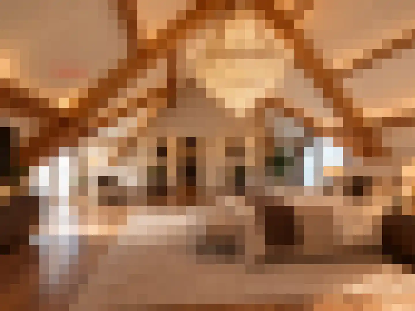Steer 6 Nederweert thumbnail 4