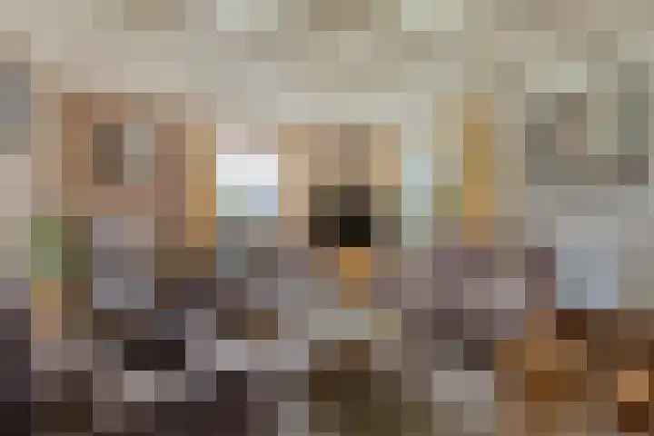 Steeuwichtweg 28 Uden thumbnail 5