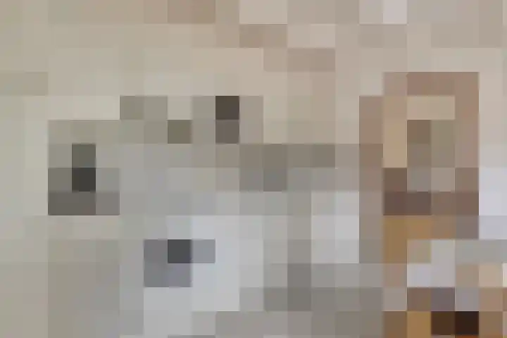 Steeuwichtweg 28 Uden thumbnail 9