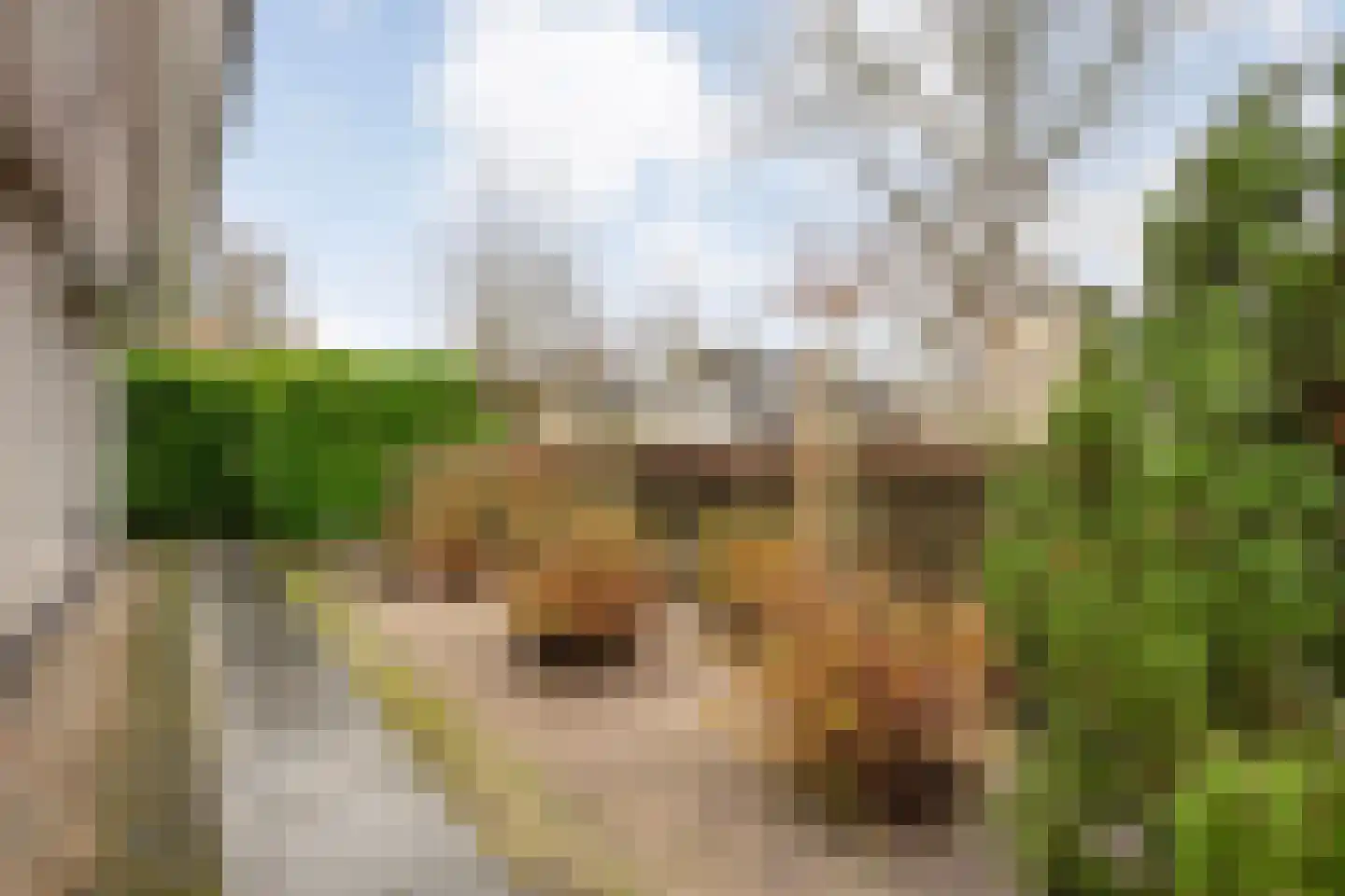Stegemanserf 8 Dalfsen thumbnail 50