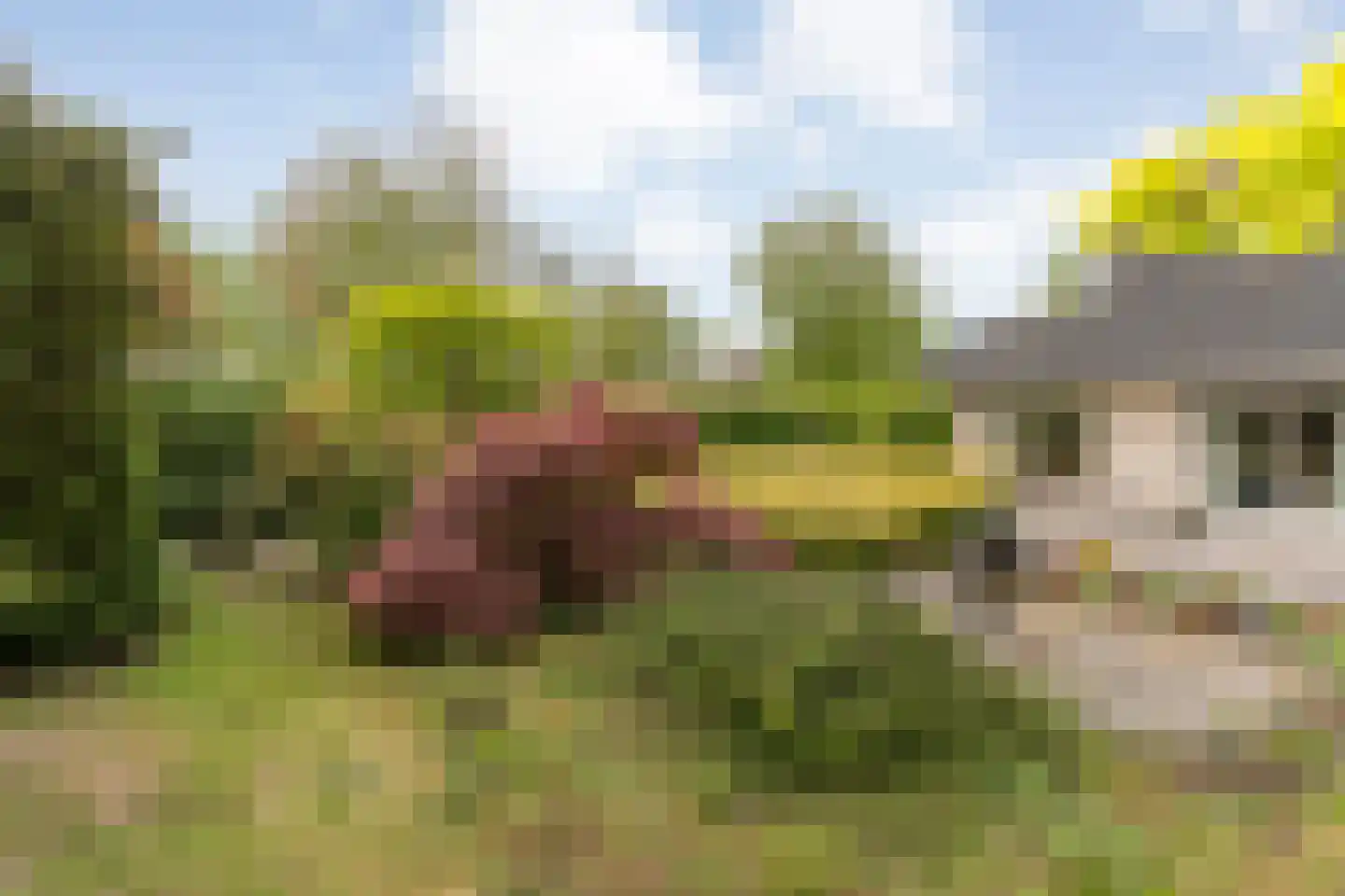 Stegemanserf 8 Dalfsen thumbnail 51
