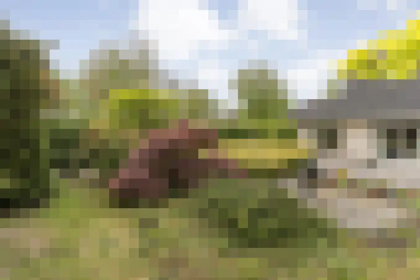Stegemanserf 8 Dalfsen thumbnail 51