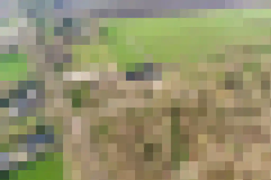 Stegerensallee 23 Dedemsvaart thumbnail 48