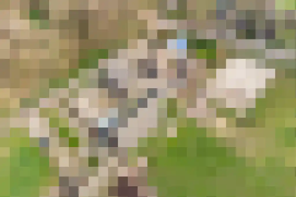 Stegerensallee 23 Dedemsvaart thumbnail 49