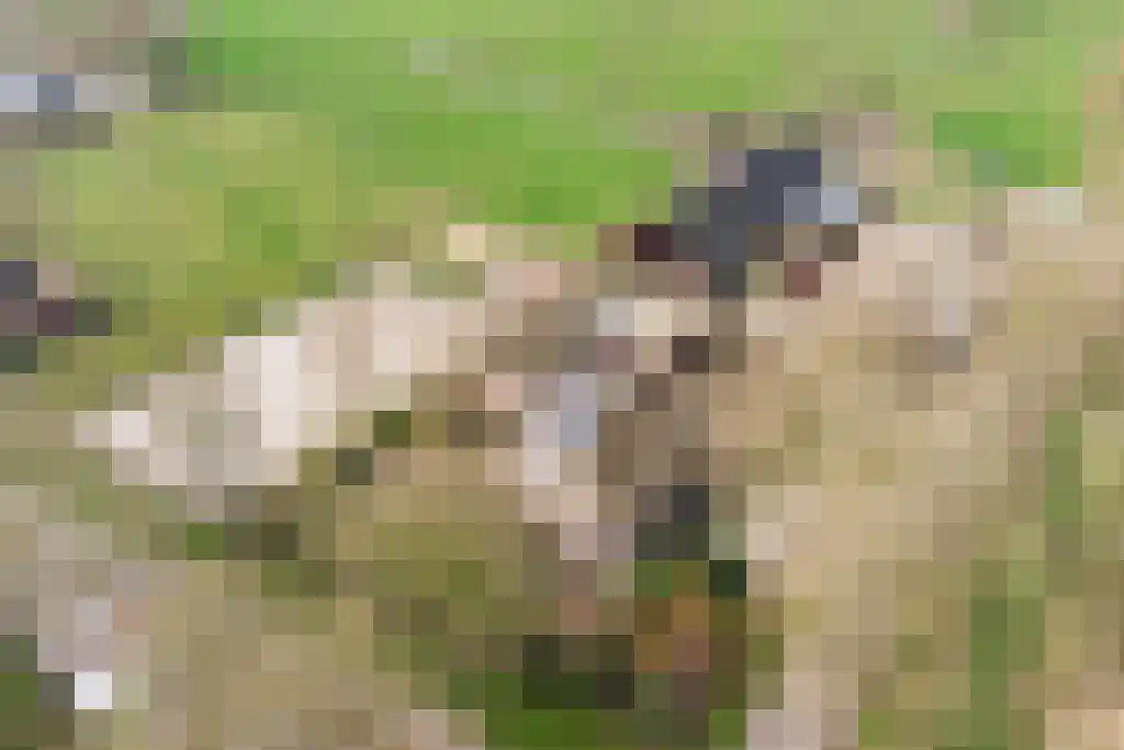 Stegerensallee 23 Dedemsvaart thumbnail 53