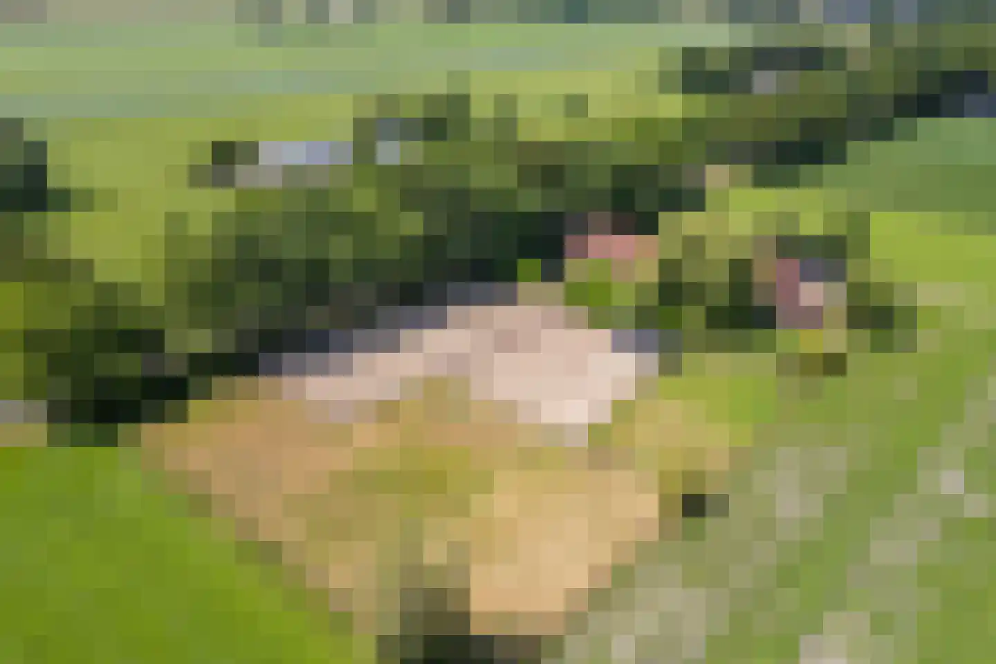 Stegerensallee 44 Dedemsvaart thumbnail 4