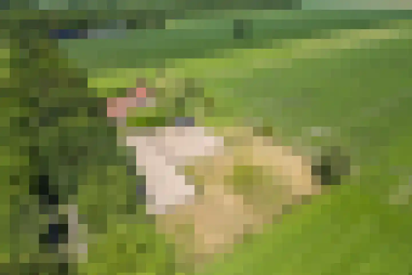 Stegerensallee 44 Dedemsvaart thumbnail 66