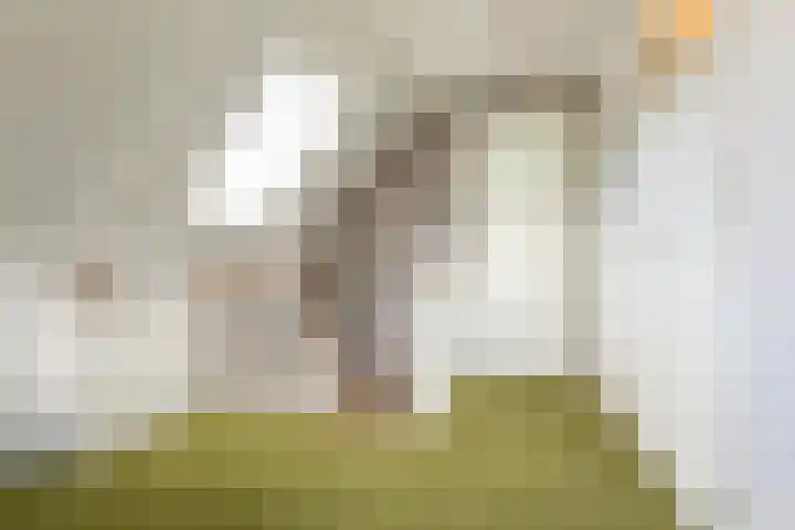 Steiger 1 c Vollenhove thumbnail 26