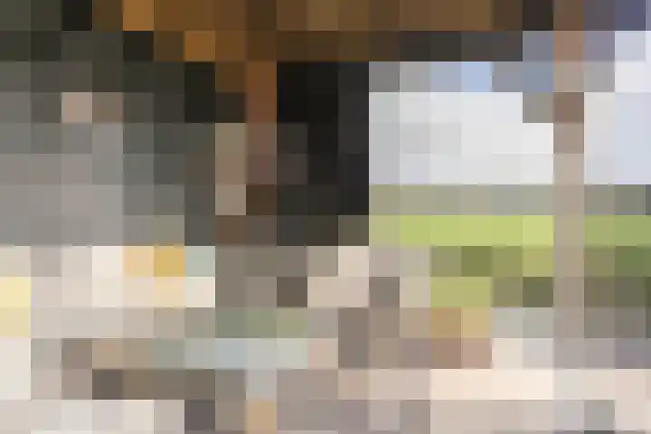 Steiger 1 c Vollenhove thumbnail 39
