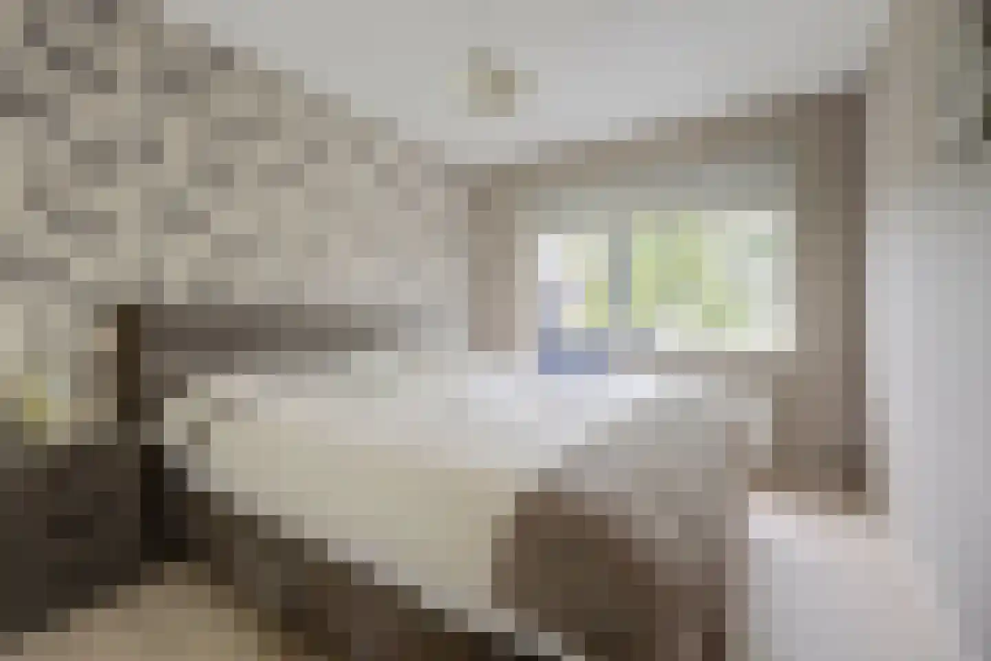 Steiger 20 Vollenhove thumbnail 25