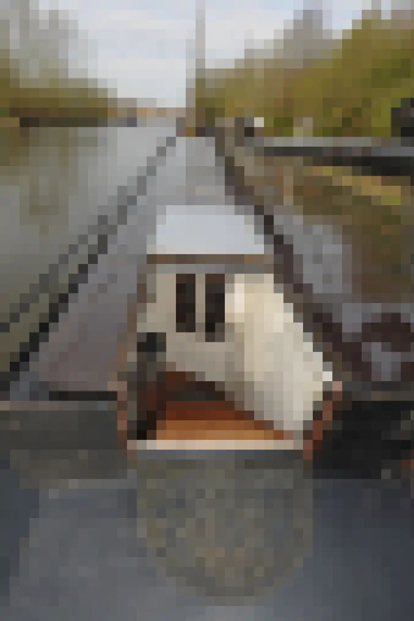 Steigerdijk 12 Ooltgensplaat thumbnail 8