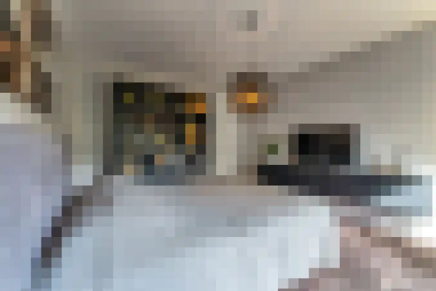 Steigerschuit 33 Breskens thumbnail 27