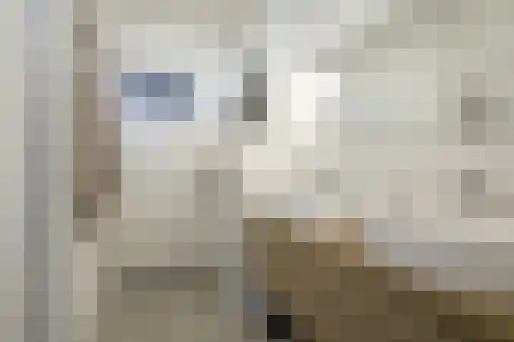 Steijnlaan 64 A Breda thumbnail 39