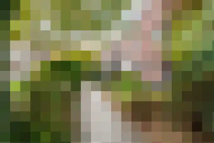 Steijnlaan 72 Breda thumbnail 28
