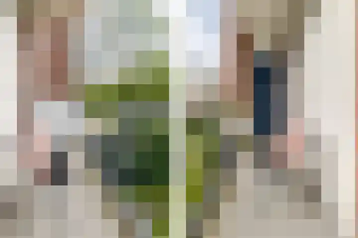 Steijnlaan 86 A Breda thumbnail 11
