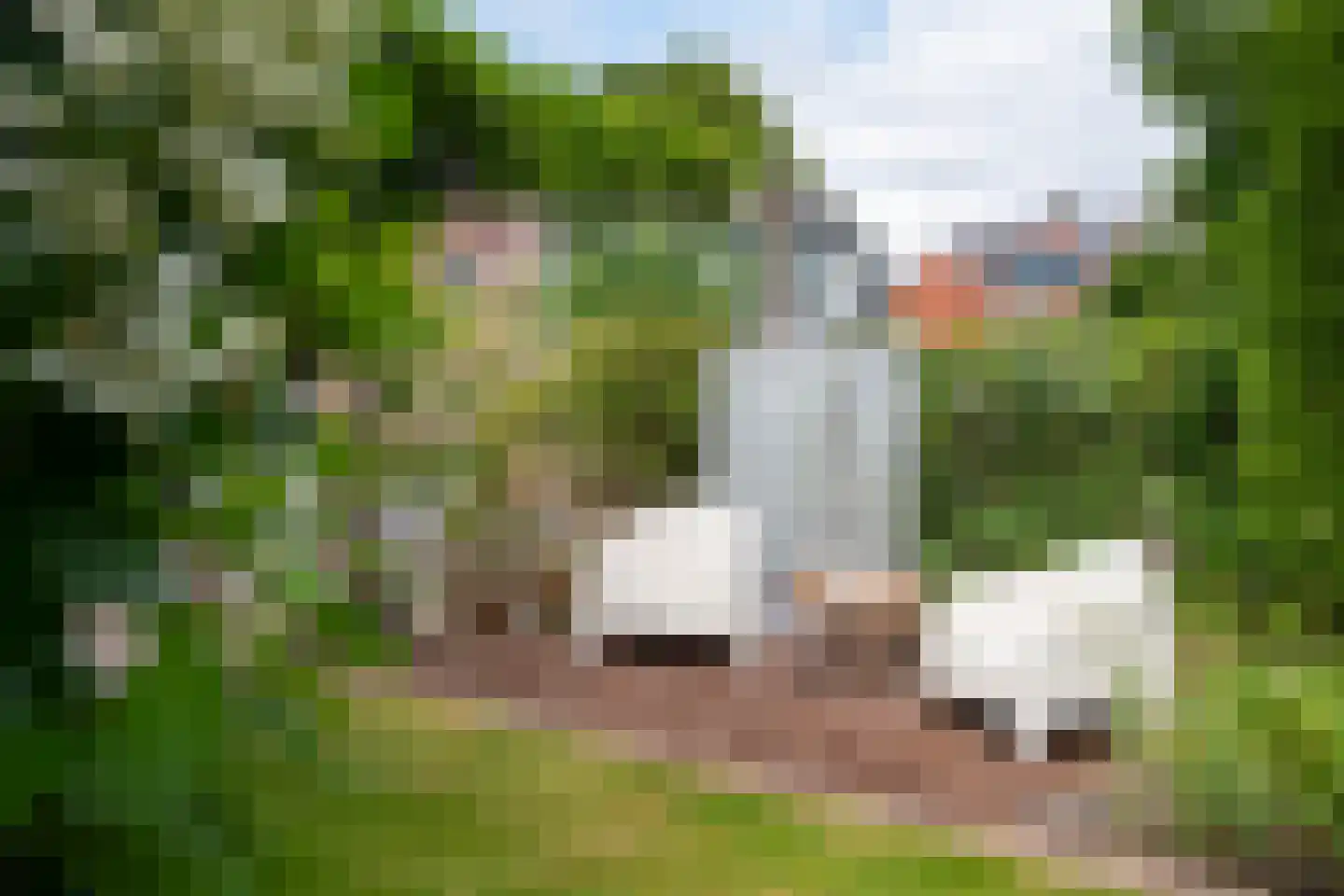 Steijnweg 51 Oosterbeek thumbnail 52