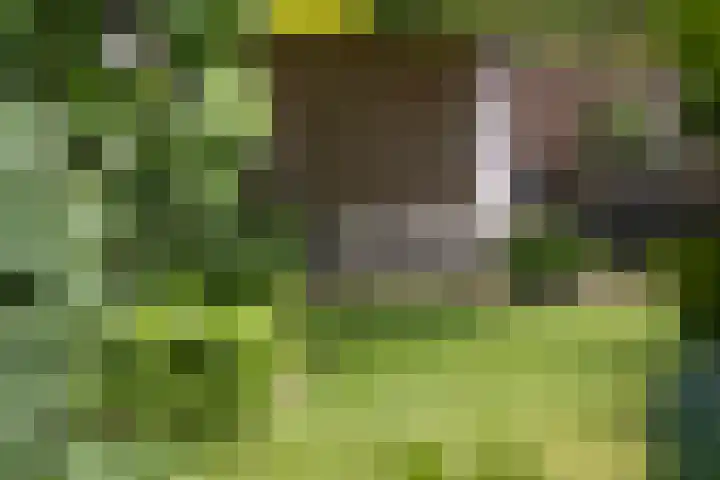 Steijnweg 62 Oosterbeek thumbnail 47