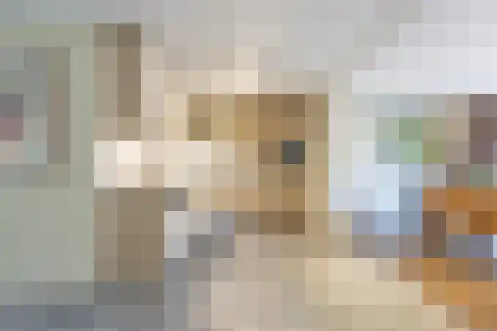Steilrand 16 Gemert thumbnail 12