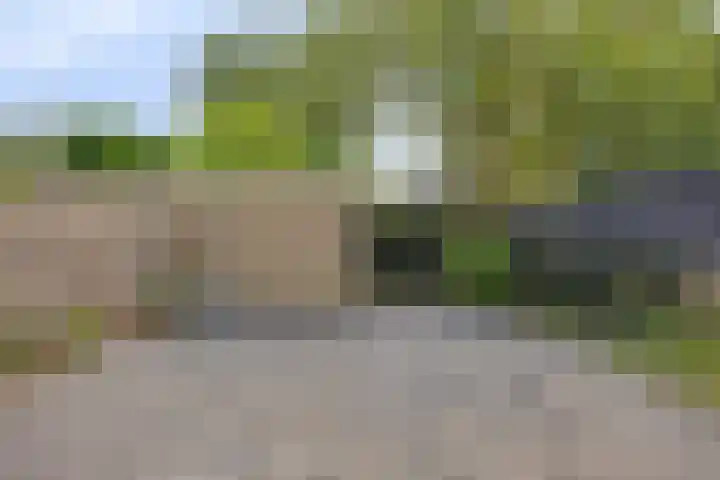 Stekelbrem 43 Rotterdam thumbnail 11