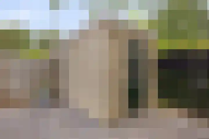 Stekelbrem 43 Rotterdam thumbnail 36