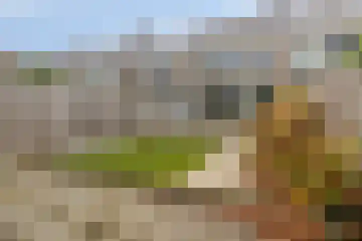Stekelbrem 8 Rotterdam thumbnail 28