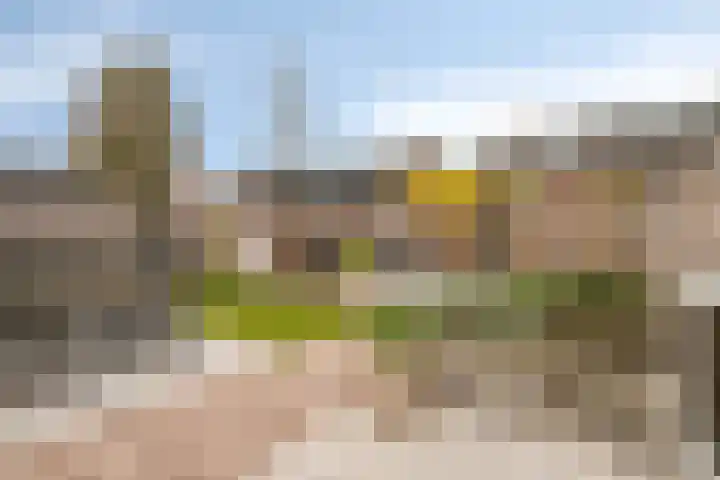 Stekelvaren 14 Bergschenhoek thumbnail 14