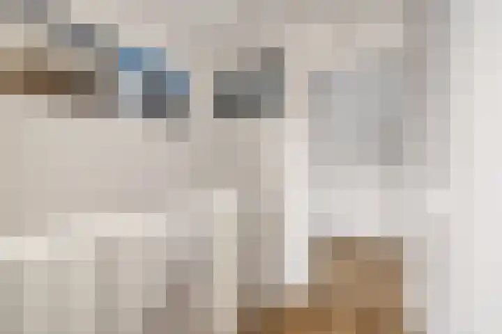Stekelvaren 14 Bergschenhoek thumbnail 32