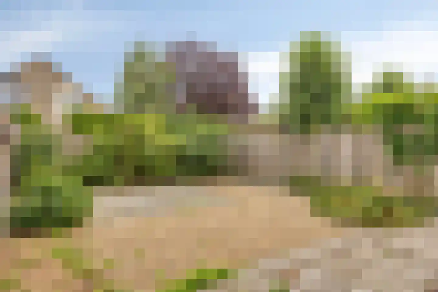 Stekelzegge 15 Duiven thumbnail 25