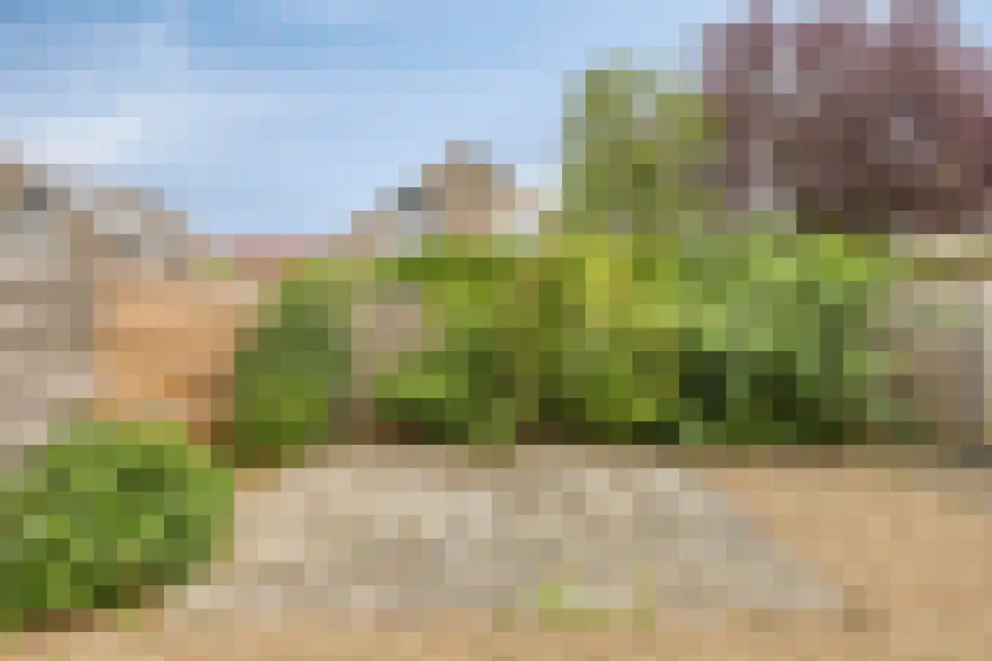 Stekelzegge 15 Duiven thumbnail 26