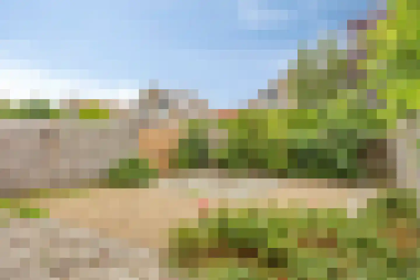 Stekelzegge 15 Duiven thumbnail 5