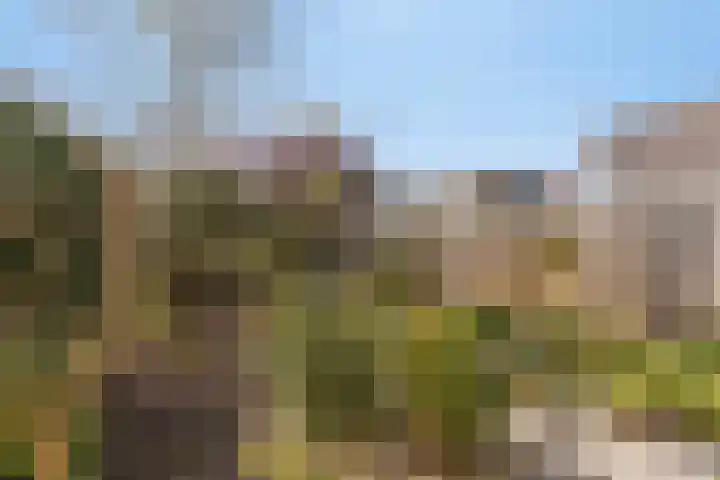 Stekelzegge 2 Duiven thumbnail 26