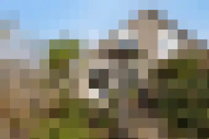 Stekelzegge 2 Duiven thumbnail 27