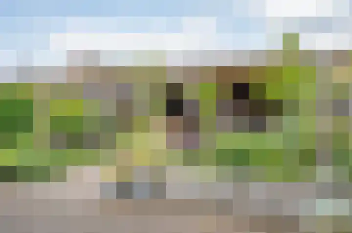 Stekweg 13 Hengelo (Gld) thumbnail 33