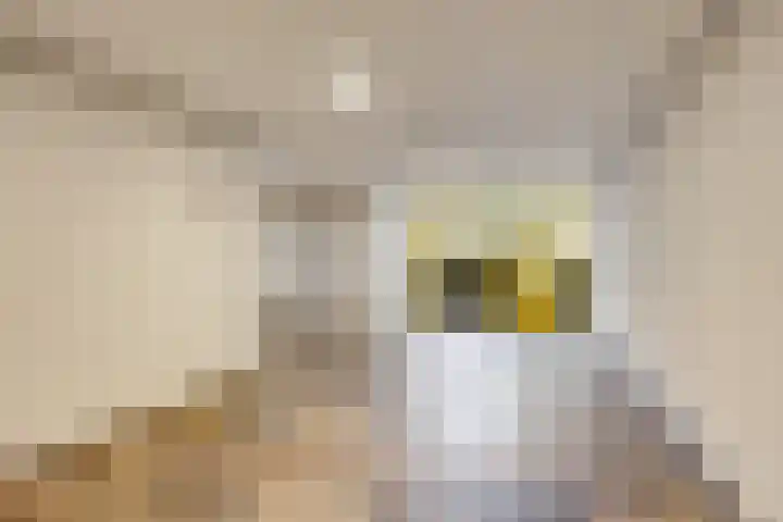 Stellalunet 34 D Maastricht thumbnail 5