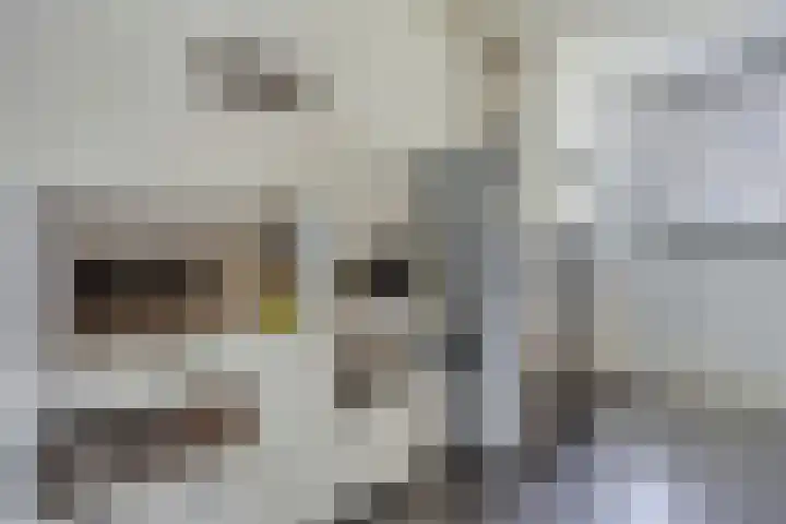 Stellendamstraat 61 Zoetermeer thumbnail 13
