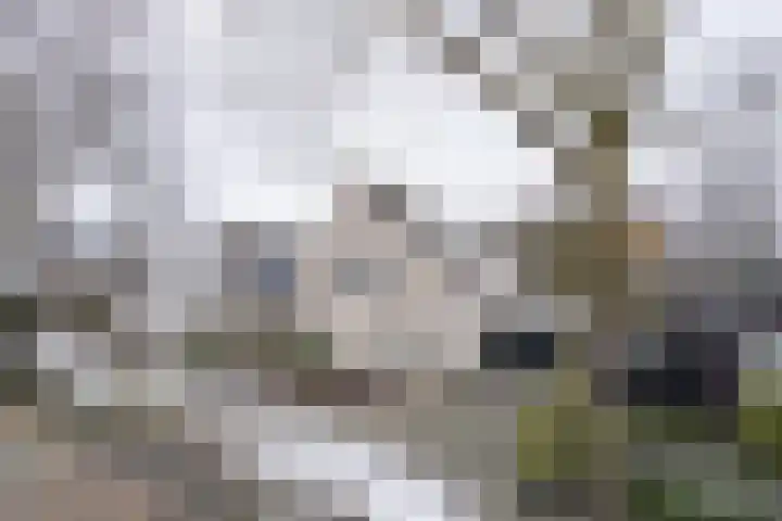 Stellingmolen 4 Weert thumbnail 64