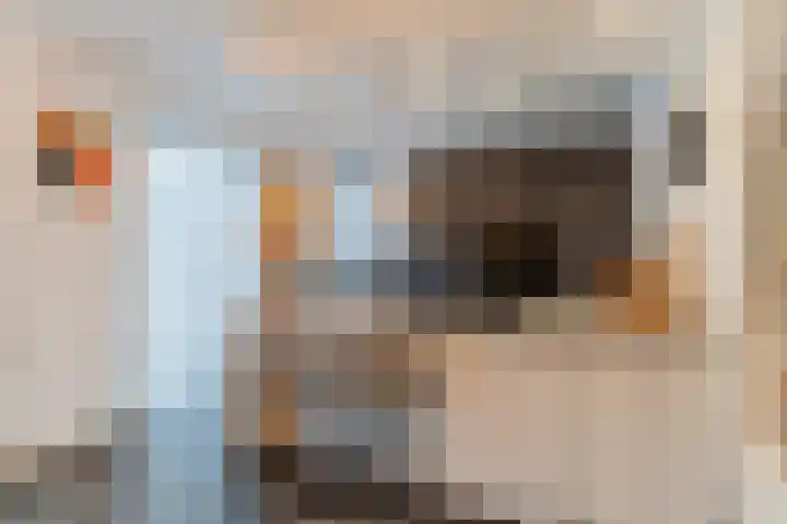 Stellingmolenstraat 11 Loon op Zand thumbnail 12
