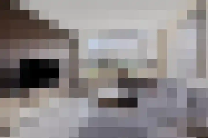 Stelmakershof 6 Nieuw-Dordrecht thumbnail 4